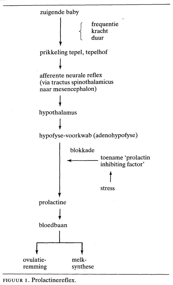Bevordering Van De Lactatie Met Behulp Van Farmaca Nederlands Tijdschrift Voor Geneeskunde