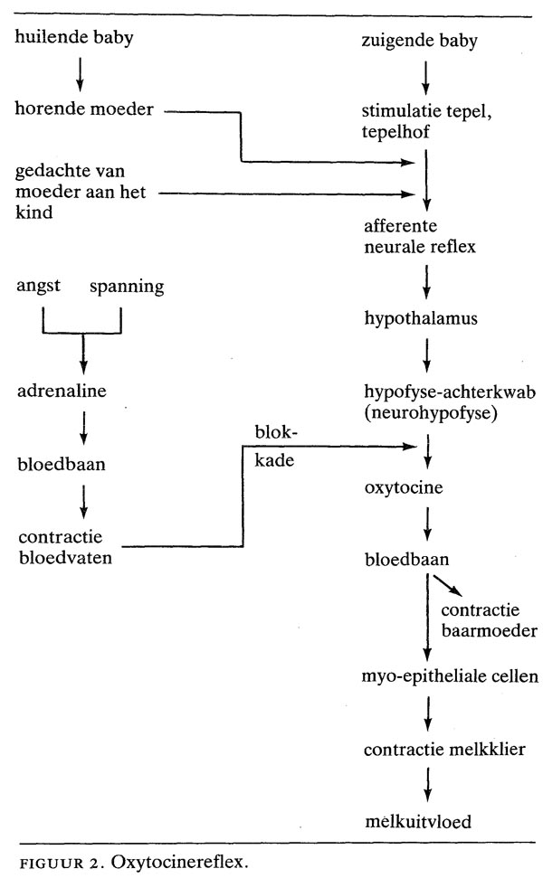 Bevordering Van De Lactatie Met Behulp Van Farmaca Nederlands Tijdschrift Voor Geneeskunde