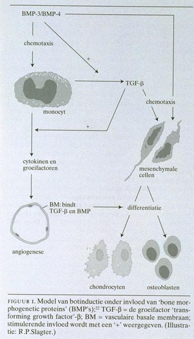 Botinductie met botgroeifactoren: 'bone morphogenetic proteins ...