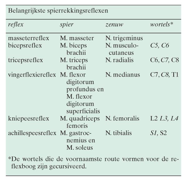 Fysische Diagnostiek De Spierrekkingsreflexen Nederlands