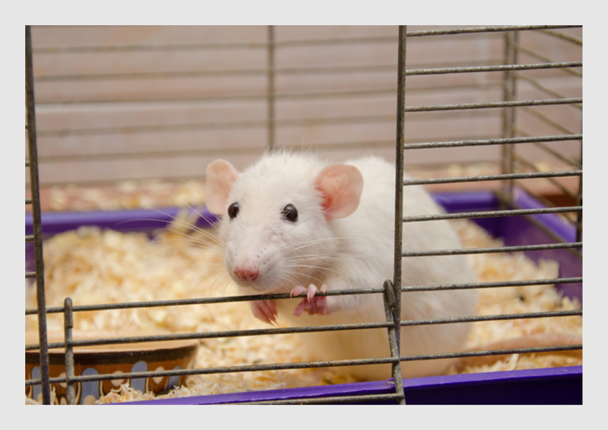 diep beneden gevoeligheid Kind met ernstige leptospirose door tamme rat | NTvG