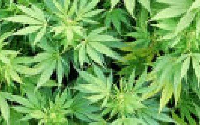 Cannabis op recept in Nederland