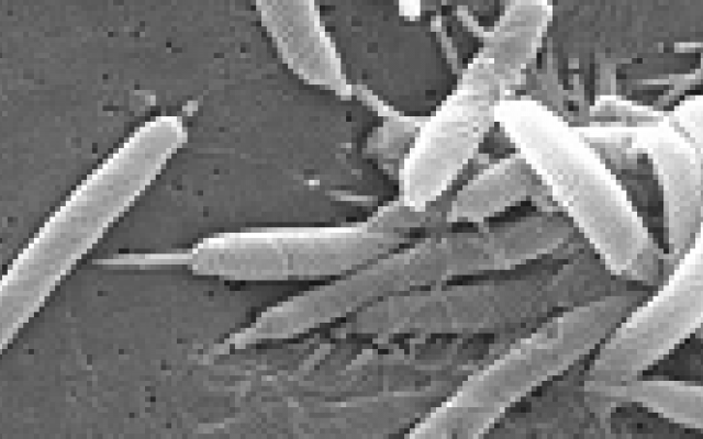 Prevalentie Helicobacter pylori gedaald in Nederland