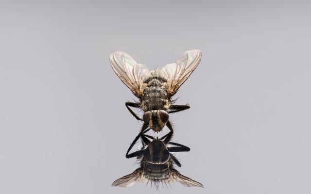 Een vlieg zit op een weerspiegelende vlakte. De vlieg lijkt naar zijn eigen spiegelbeeld te kijken.