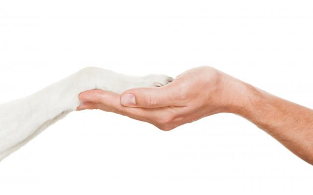 Een hand houdt een hondenpoot vast.