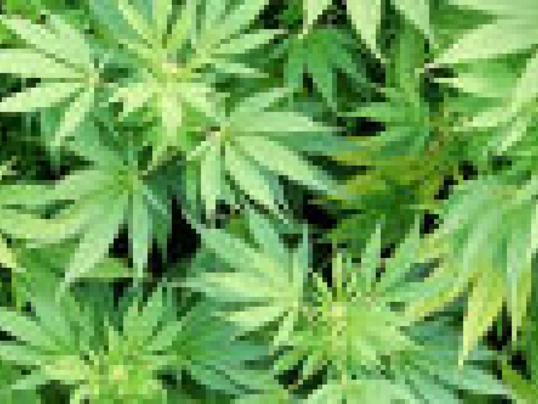 Cannabis op recept in Nederland