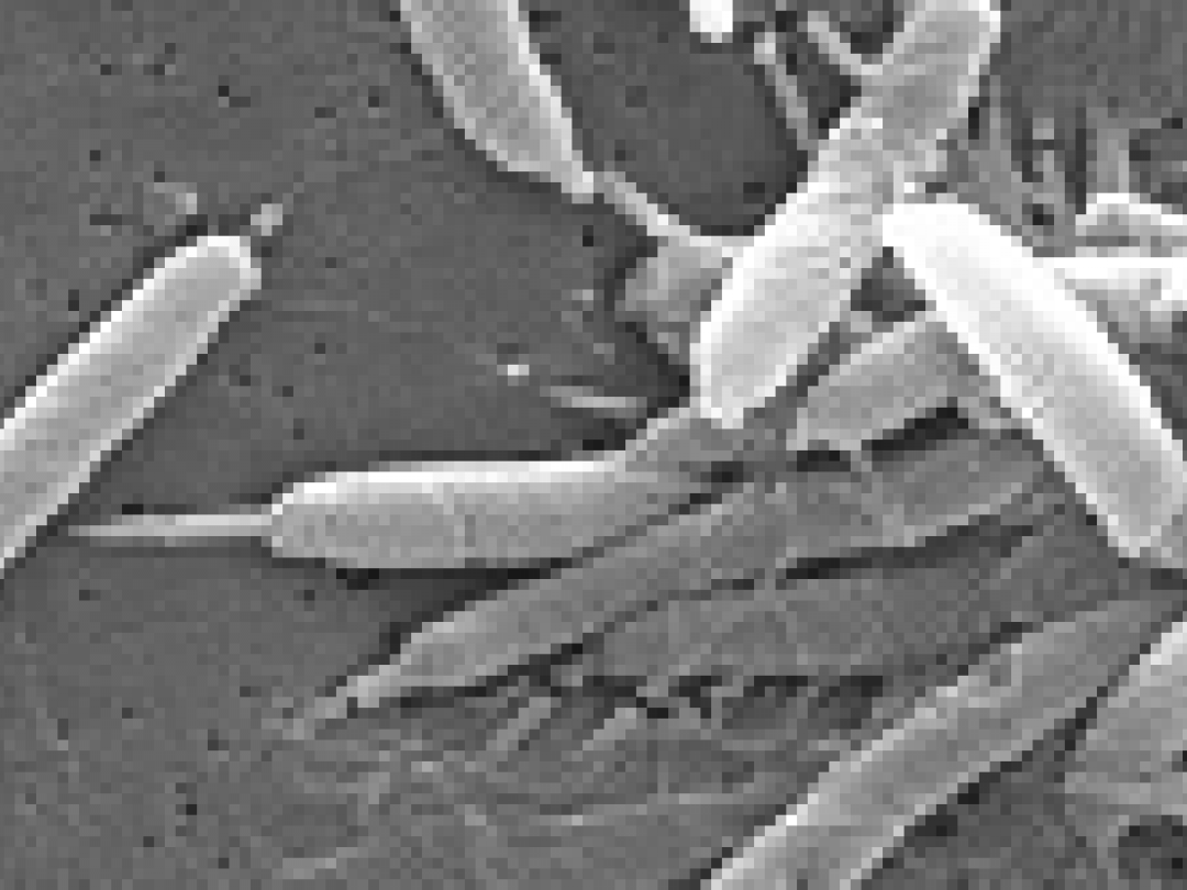 Prevalentie Helicobacter pylori gedaald in Nederland