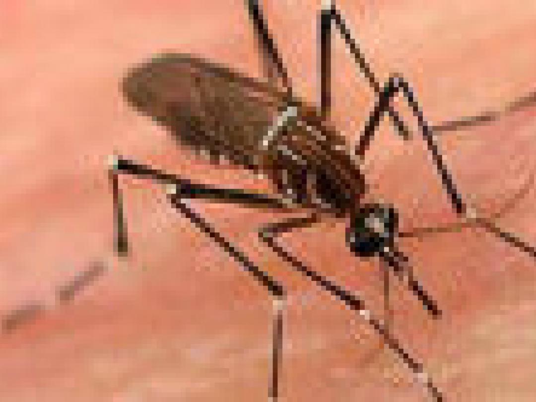 Insectendodende middelen verergeren dengue-epidemie mogelijk