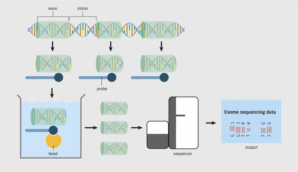 Figuur 1 | Wat is ‘whole exome sequencing’?