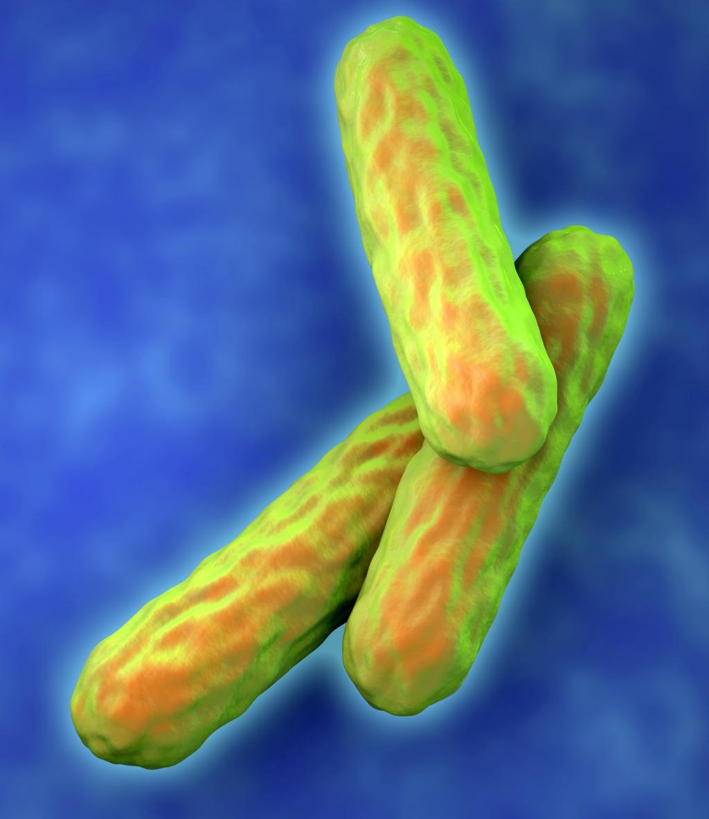 Tuberculosis bacteria. Computer artwork of Mycobacterium tuberculosis bacteria. These Gram- positive rod-shaped bacteria cause the disease tuberculosis. They infect the lungs creating primary tubercles, nodular lesions of dead tissue and bacteria.