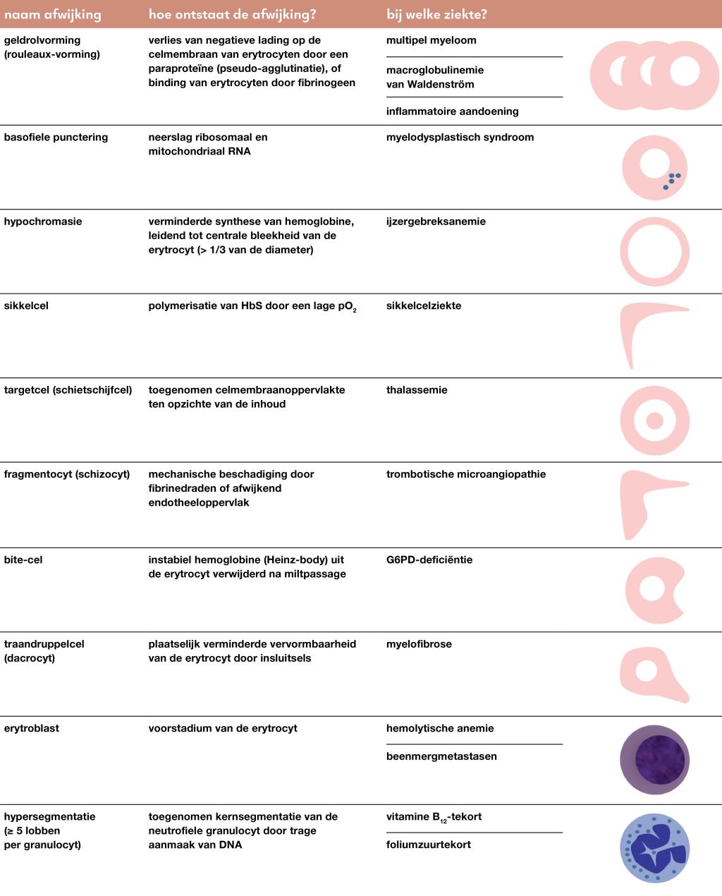 Tabel | Bevindingen bij handdifferentiatie van een bloeduitstrijk als aanwijzing voor de oorzaak van een anemie