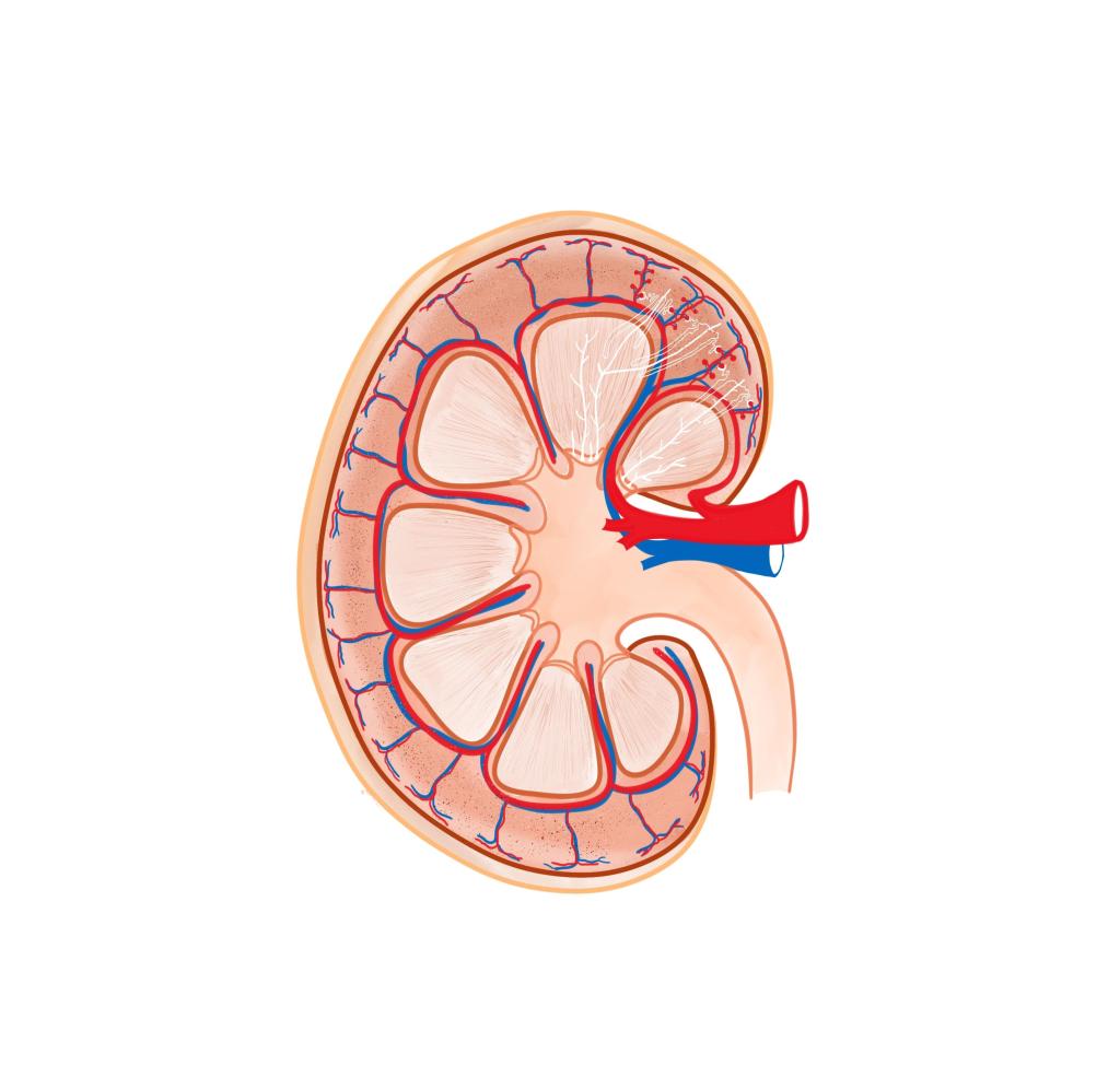 Illustratie van een nier